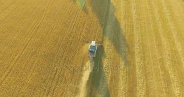 UHD 4k havadan görünümü. Düşük uçuş birleştirmek hasat toplar üzerinde sarı kırsal alan, buğday.