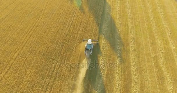 Widok z lotu ptaka UHD 4k. Niski Lot nad Kombajn zbożowy gromadzi pszenicy w żółtym polu obszarów wiejskich. — Wideo stockowe