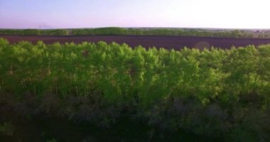 4 k hava manzara. Düşük uçuş yeşil ve sarı buğday kırsal alanın üzerine.