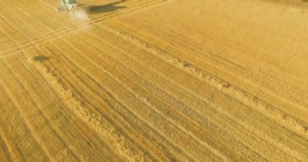 UHD 4k Flygfoto. Låg flyg över combine harvester samlar vete på gula landsbygdens field. — Stockvideo