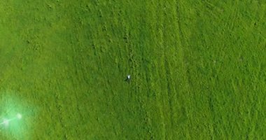 Taze yeşil çayır üzerinde yalan işadamı üzerinde dikey hareket uçuş. Üstten Görünüm üzerinde rahatlatıcı dostum.