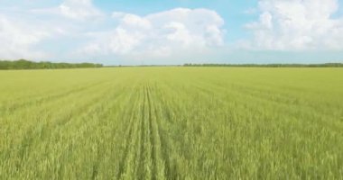 UHD 4k havadan görünümü. Düşük uçuş yeşil ve sarı buğday kırsal alanın üzerine