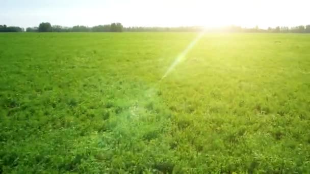 AERIAL: Low flight over green and yellow wheat field — Stock Video