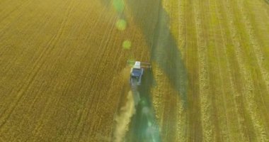 UHD 4k havadan görünümü. Düşük uçuş birleştirmek hasat toplar üzerinde sarı kırsal alan, buğday.