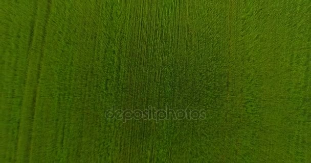 UHD 4k luchtfoto. Lage vlucht over groene en gele rural tarweveld. Verticale beweging. — Stockvideo