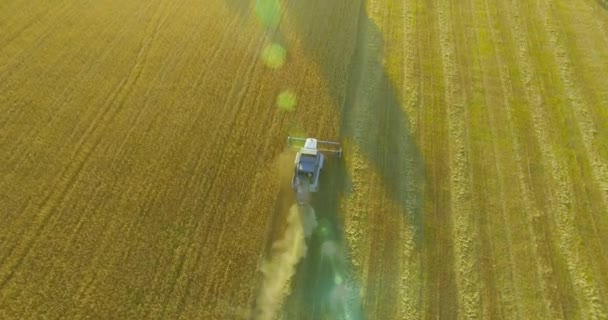 UHD 4k luchtfoto. Lage vlucht over combine harvester verzamelt de tarwe op geel landelijke veld. — Stockvideo