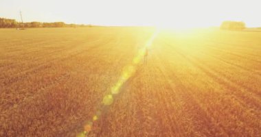 Düşük uçuş bir büyük buğday tarlada yürüyen genç adam turist üzerinde. Eller yukarı, kazanan, mutlu ve özgürlük kavramı.