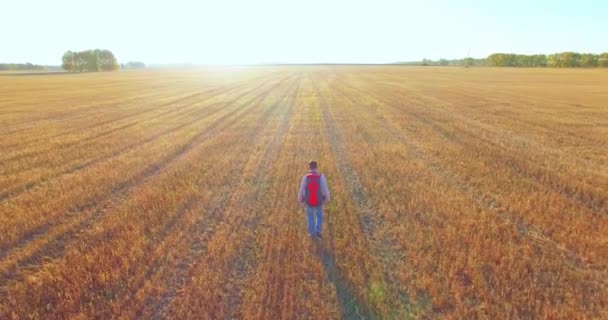 Bajo vuelo sobre joven turista caminando a través de un enorme campo de trigo — Vídeo de stock