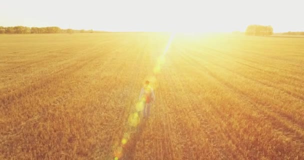 Bajo vuelo sobre joven turista caminando a través de un enorme campo de trigo — Vídeos de Stock