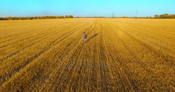 Vol bas au-dessus d'un jeune touriste marchant à travers un immense champ de blé. Mains en l'air, vainqueur, heureux et concept de liberté . — Video