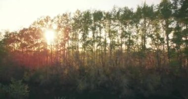 4 k hava manzara. Düşük uçuş yeşil ve sarı buğday kırsal alanın üzerine.