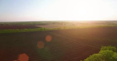 4 k hava manzara. Düşük uçuş yeşil ve sarı buğday kırsal alanın üzerine.