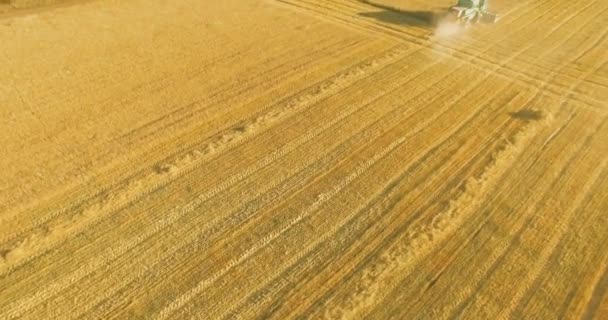 UHD 4K vista aérea. Vuelo bajo sobre cosechadora combina recoge el trigo en el campo rural amarillo . — Vídeo de stock