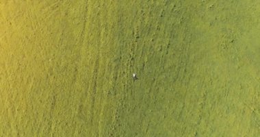 Taze yeşil çayır üzerinde yalan işadamı üzerinde dikey hareket uçuş. Üstten Görünüm üzerinde rahatlatıcı dostum.