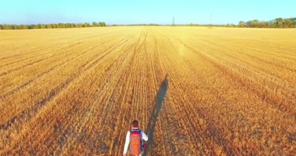 Tiefflug über Touristenjunge, der über ein riesiges Weizenfeld läuft — Stockvideo