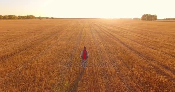 Низкий полет над молодым человеком туристом, идущим по огромному пшеничному полю — стоковое видео