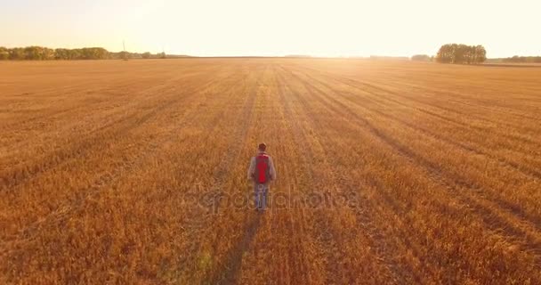 Vol bas au-dessus d'un jeune touriste marchant à travers un immense champ de blé — Video