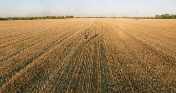 Vuelo bajo sobre turista joven caminando a través de un enorme campo de trigo. Manos arriba, ganador, feliz y concepto de libertad . — Vídeo de stock