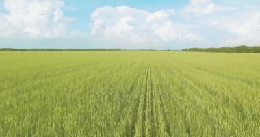 UHD 4k havadan görünümü. Düşük uçuş yeşil ve sarı buğday kırsal alanın üzerine