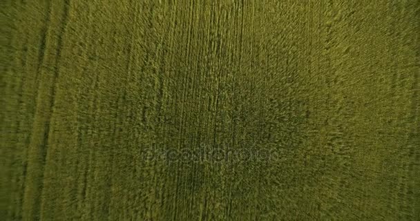 UHD 4K aerial view. Low flight over green and yellow wheat rural field. Vertical movement. — Stock Video