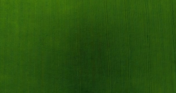 Vista aerea UHD 4K. Volo basso sopra il campo rurale di grano verde e giallo. Movimento verticale . — Video Stock
