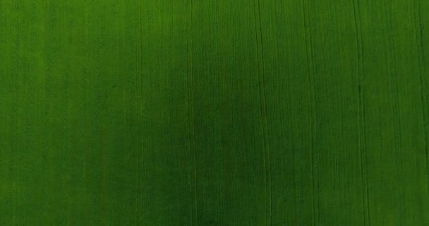UHD 4K vue aérienne. Vol bas au-dessus du champ rural de blé vert et jaune. Mouvement vertical .