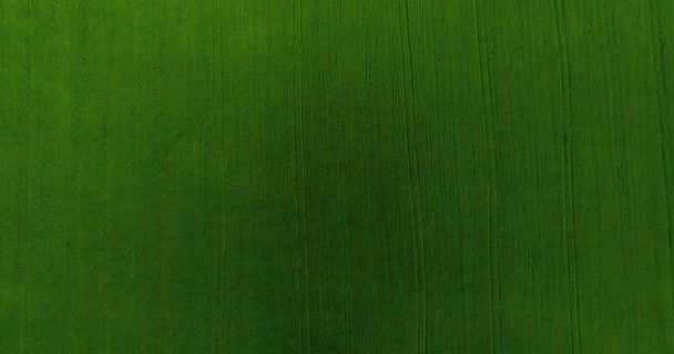 UHD 4K aerial view. Low flight over green and yellow wheat rural field. Vertical movement. — Stock Video