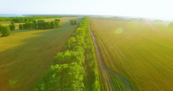 4k Uhd 공중 볼 수 있습니다. 녹색과 노란색 밀 농촌 분야에 비행을 낮은 고 선 나무 — 비디오