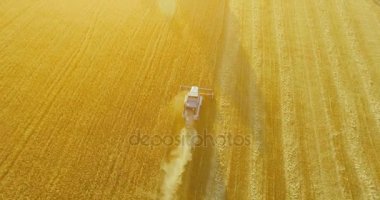 UHD 4k havadan görünümü. Düşük uçuş birleştirmek hasat toplar üzerinde sarı kırsal alan, buğday.