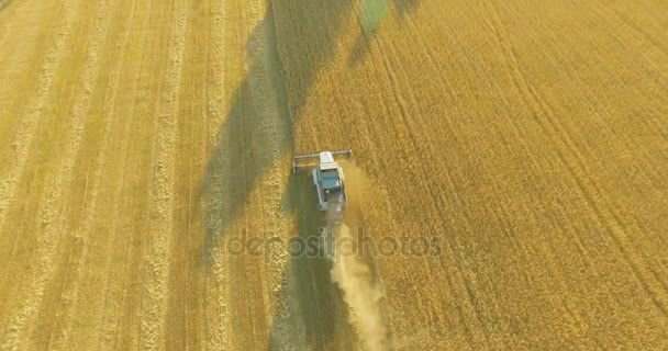 UHD 4K vista aérea. Vuelo bajo sobre cosechadora combina recoge el trigo en el campo rural amarillo . — Vídeos de Stock
