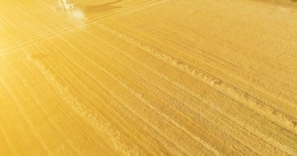 UHD 4K vista aérea. Vuelo bajo sobre cosechadora combina recoge el trigo en el campo rural amarillo . — Vídeos de Stock