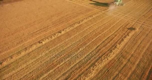 Widok z lotu ptaka UHD 4k. Niski Lot nad Kombajn zbożowy gromadzi pszenicy w żółtym polu obszarów wiejskich. — Wideo stockowe