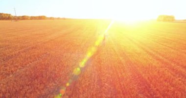 Düşük uçuş bir büyük buğday tarlada yürüyen genç adam turist üzerinde. Eller yukarı, kazanan, mutlu ve özgürlük kavramı.