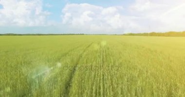 UHD 4k havadan görünümü. Düşük uçuş yeşil ve sarı buğday kırsal alanın üzerine