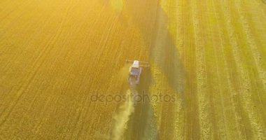 UHD 4k havadan görünümü. Düşük uçuş birleştirmek hasat toplar üzerinde sarı kırsal alan, buğday.