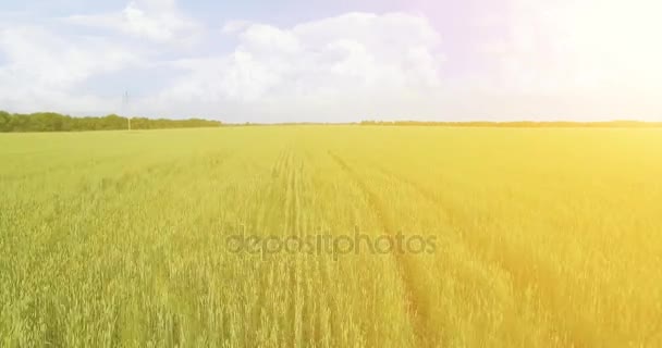 Uhd 4k légifelvételek. Alacsony repülés, zöld és sárga búza vidéki mező fölött — Stock videók