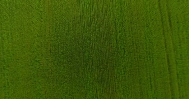 UHD 4K aerial view. Low flight over green and yellow wheat rural field. Vertical movement. — Stock Video