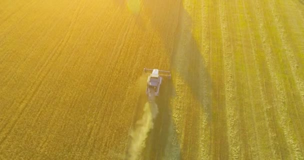 UHD 4k luchtfoto. Lage vlucht over combine harvester verzamelt de tarwe op geel landelijke veld. — Stockvideo