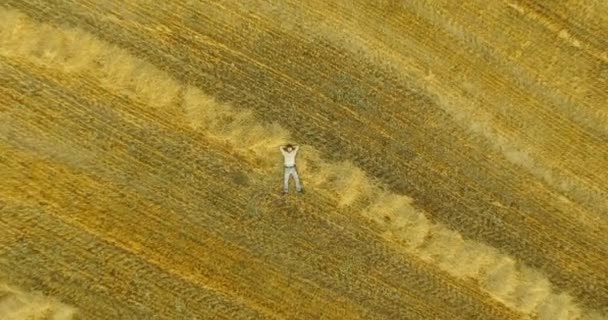 Aerial view. Vertical motion flight over man lying on yellow wheat field — Stock Video