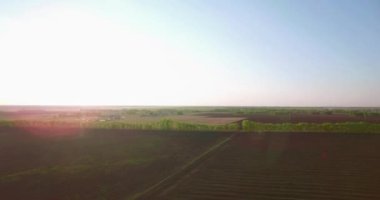 4 k hava manzara. Düşük uçuş yeşil ve sarı buğday kırsal alanın üzerine.