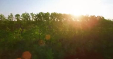 4 k hava manzara. Düşük uçuş yeşil ve sarı buğday kırsal alanın üzerine.