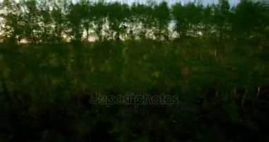 4 k hava manzara. Düşük uçuş yeşil ve sarı buğday kırsal alanın üzerine.