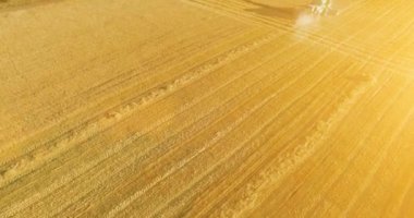 UHD 4k havadan görünümü. Düşük uçuş birleştirmek hasat toplar üzerinde sarı kırsal alan, buğday.