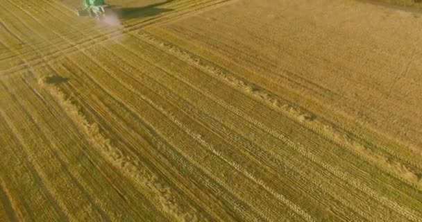 UHD 4k Flygfoto. Låg flyg över combine harvester samlar vete på gula landsbygdens field. — Stockvideo