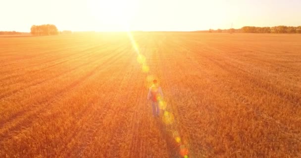 Lage vlucht over jongeman toeristische lopen over een groot tarweveld — Stockvideo