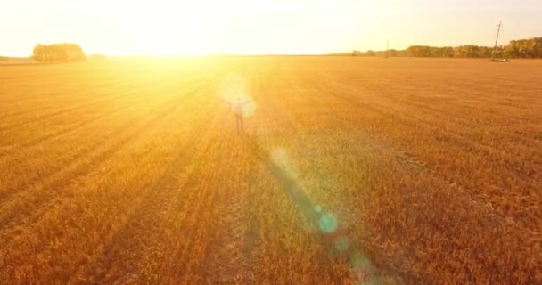 Vol bas au-dessus d'un jeune touriste marchant à travers un immense champ de blé. Mains en l'air, vainqueur, heureux et concept de liberté . — Video