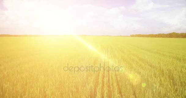 UHD 4K vue aérienne. Vol bas au-dessus du champ rural de blé vert et jaune — Video