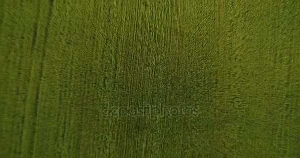 Letecký pohled na rozlišení 4k. Nízký let po zelené a žluté pšeničné venkovské oblasti. Vertikální pohyb.