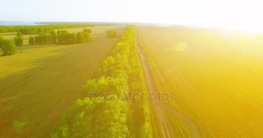 UHD 4k havadan görünümü. Yeşil ve sarı buğday kırsal alanın üzerine uçuş düşük ve satır ağacı
