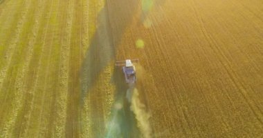 UHD 4k havadan görünümü. Düşük uçuş birleştirmek hasat toplar üzerinde sarı kırsal alan, buğday.